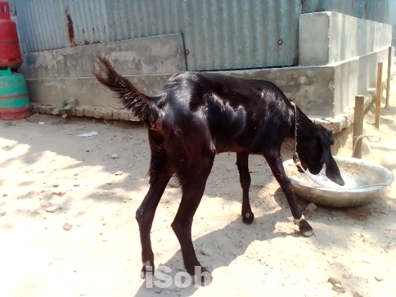 ছাগল বিক্রয় করা হবে